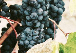 Grupo Anecoop | Su mejor proveedor de frutas y hortalizas en Europa