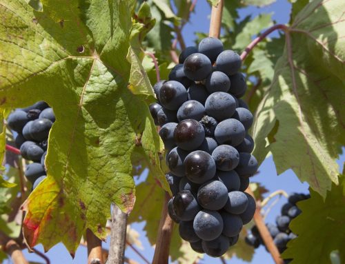 Más reconocimientos internacionales para los vinos de Anecoop Bodegas
